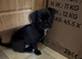 1 chihuahua Pup for sale - Girl