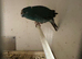 2 female Kakariki parrots available they are &pound;80 each will not take any less than asking price in Belfast