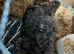 Baby quails