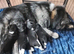 Chunky American Akita puppies for sale