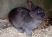 netherland dwarfs Baby boys