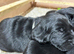 Gorgeous black Drakeshead labs looking for 5 ️ homes
