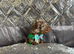 5 Miniature duschund puppies