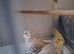 Cockatiels