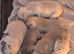 French bulldog pups (kc reg )