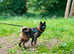 America Akita stud