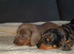 Dachshund puppys