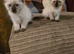 Ragdoll kittens pedigree