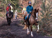 Hackney mare looking for broodmare home