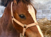 SMART SECTION C COLT FOAL