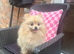 Beautiful Teddy Face female Pom