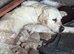 Golden retriever puppies
