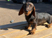 1 male teckel puppy for sale 14 weeks old