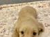 Cream Minature Dachshunds