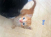 Kittens mixed breed