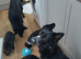German shepherd cross border collie puppies known as Shollies for sale