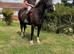 15.2hh 6 year old sporty Irish cob mare