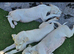 Beautiful 3/4 whippet puppies