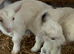 Baby Nigerian dairy goats