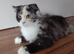 8 Month Old Female Persian x Scottish Fold