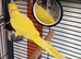 Beautiful male lutino Indian ringneck talking parrot
