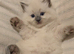 Beautiful Blue Point Ragdoll Kittens