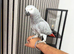 African Grey Forsale