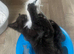 Black kitten