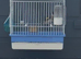 BBC goldfinches available