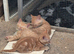Farm Kittens