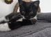 1 kittens ready NOW
