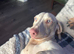 WOW /// Bacon pink dachshund