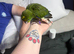 2 silly tame yellow crowned kaks now ready