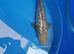 koi carp from &pound;5to &pound;65
