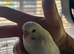Hand tame baby Budgie