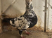 Roland jansen pigeon Tiger grizzle