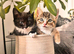 Female kittens for sale
