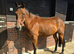 Lovely 3yr Irish Sports Horse