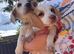 Here I have my two lovely bagel puppies for sale