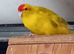 Stunning kakariki's