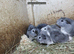 Female guinea pigs