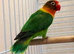 Yellow-collared lovebird with starter food for sale