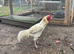 Aseel hatching chicken eggs