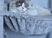 Gorgeous chunky ragdoll kittens