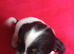 1 x Boy Black and White Jack Tzu Puppy Left.