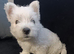 RKC pedigree Westie puppy boy