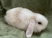 Beautiful Mini Lop Female Rabbit for sale