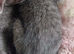 Last 2 Ragdoll/russian blue cross