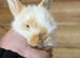 Mini lop crosses
