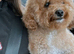 Toy poodle the perfect companion